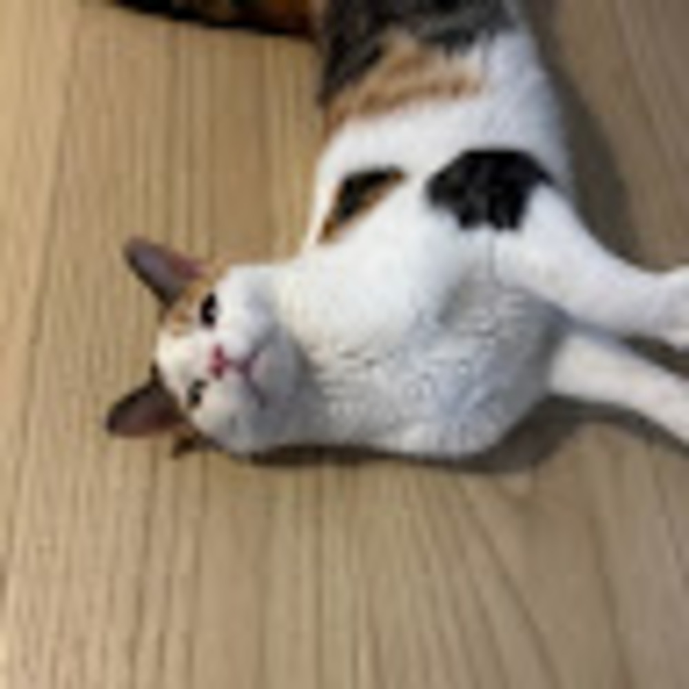 Meet your Posher, Ella